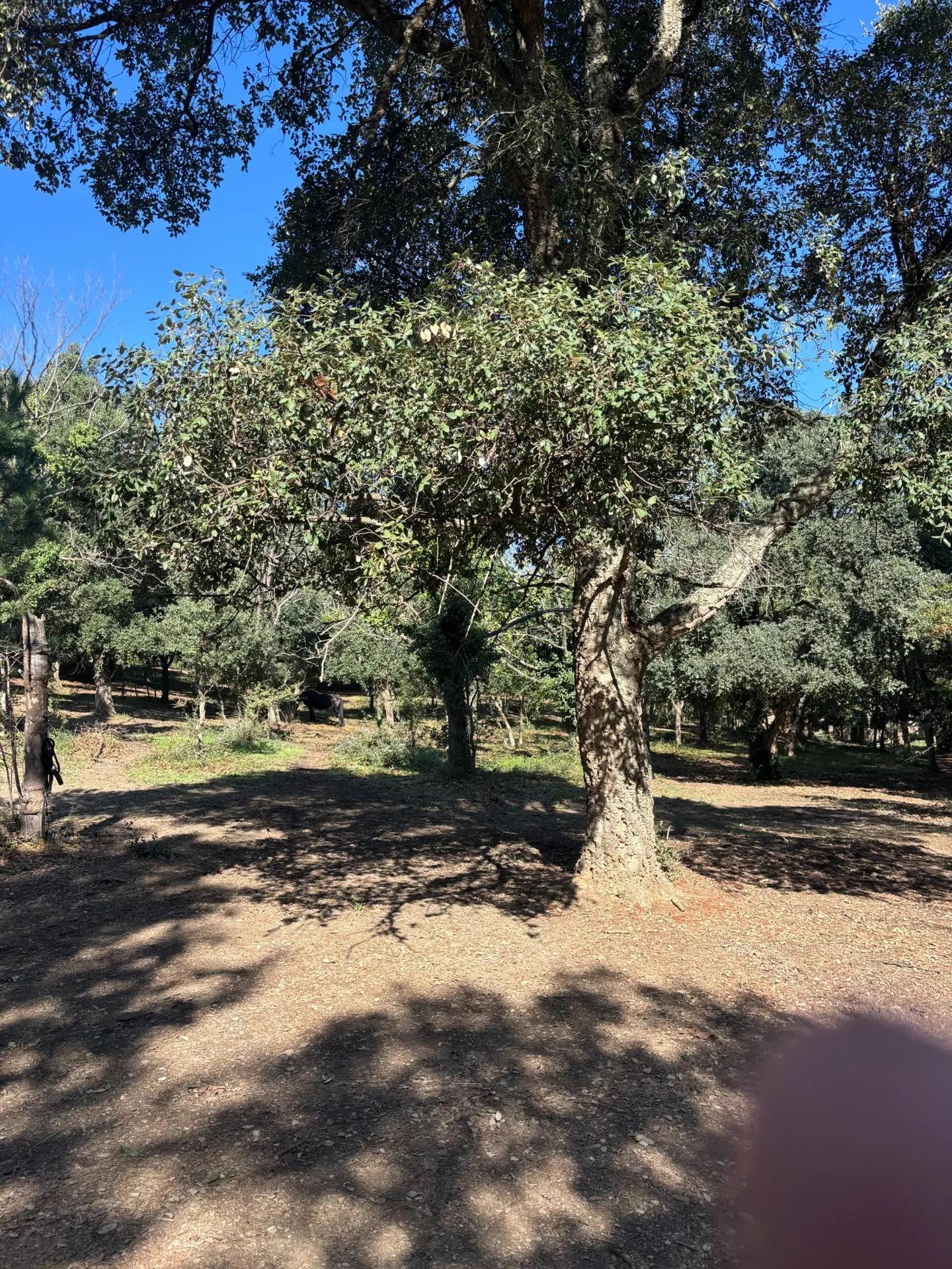 Espace boisé et ombragé du domaine OR-LIMIT